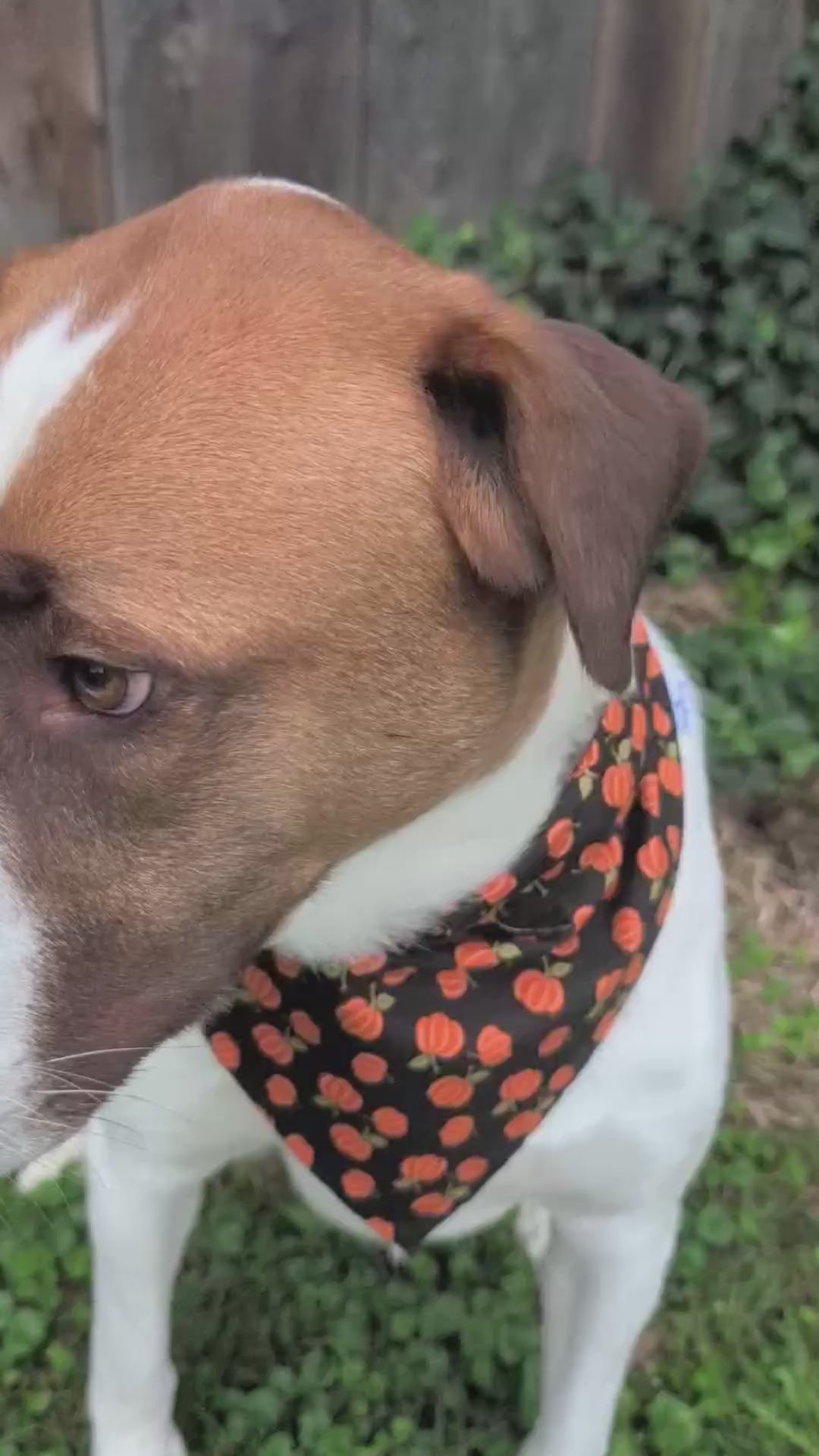 Black Pumpkin Plaid Reversible Pet Bandana