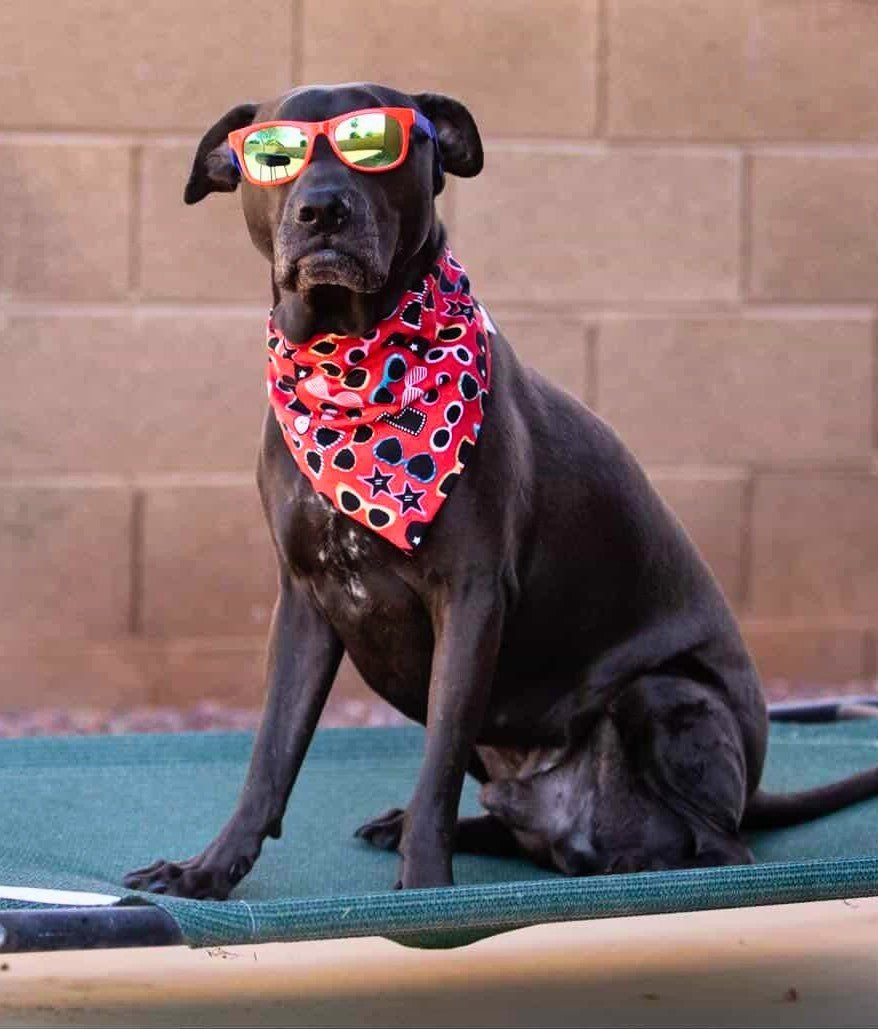 Rad Shades Pet Bandana - Mutty Mornings