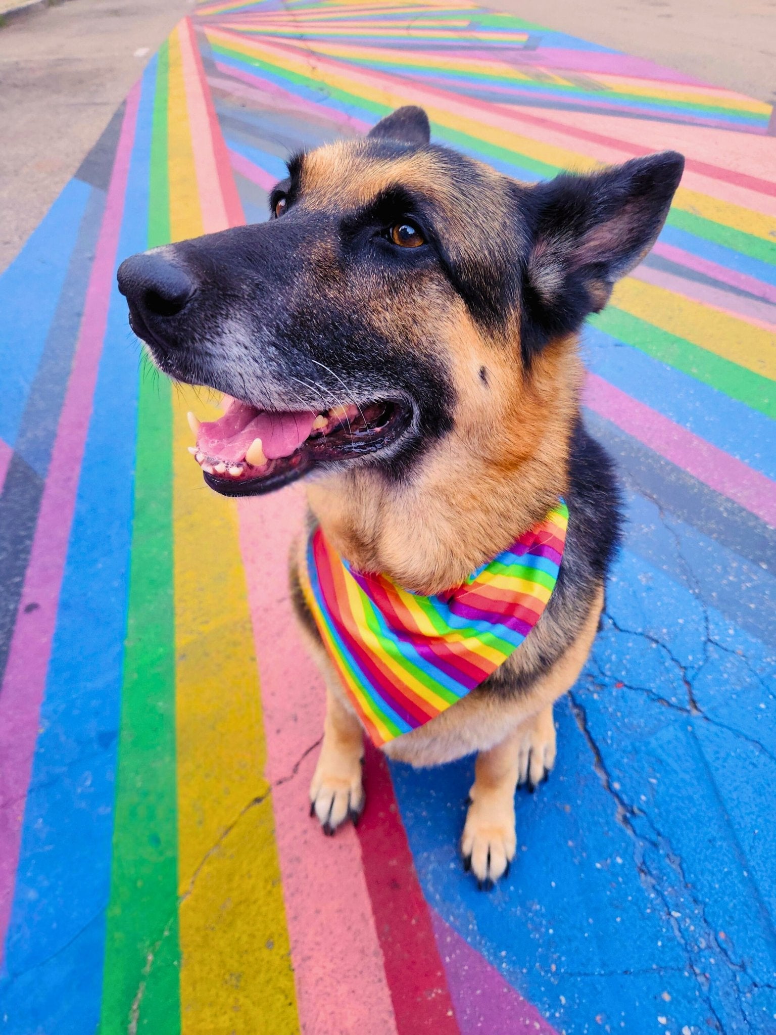Rainbow Pride Pet Bandana - Mutty Mornings