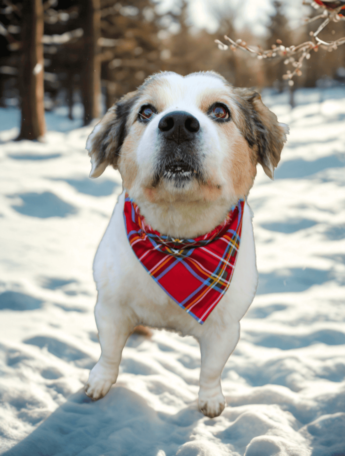 Red Tartan Pet Bandana - Mutty Mornings