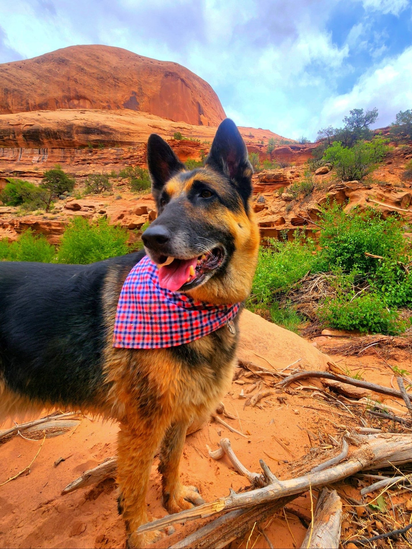 Red White And Blue Plaid Pet Bandana - Mutty Mornings