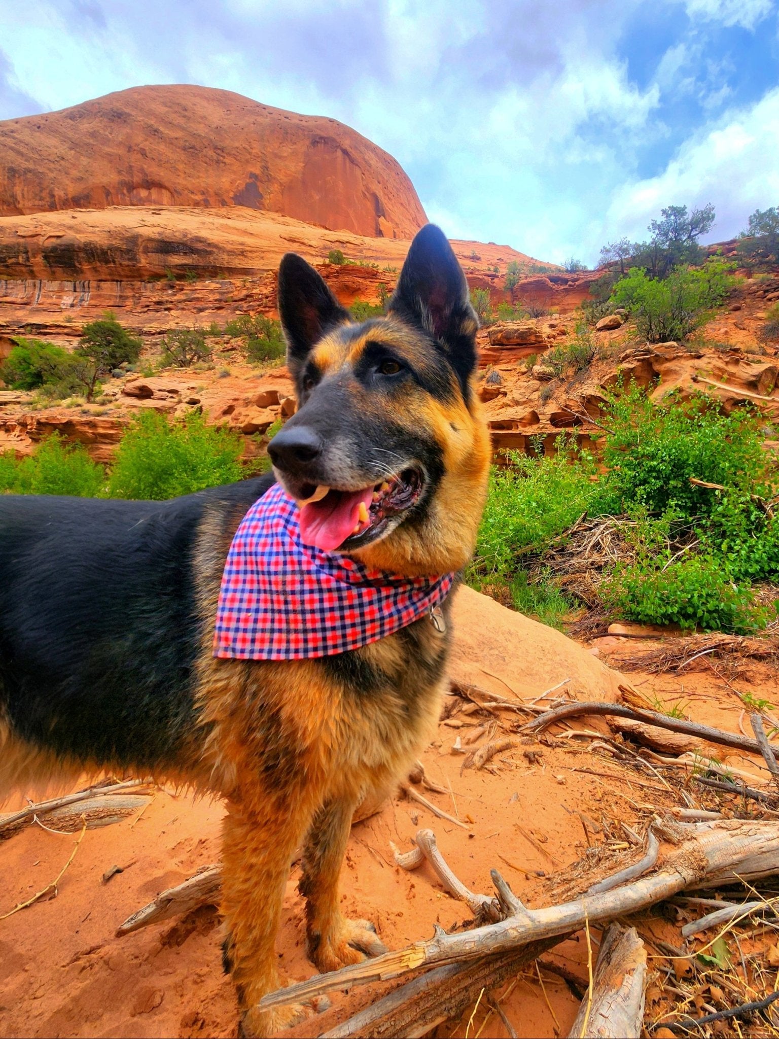 Red White And Blue Plaid Pet Bandana - Mutty Mornings