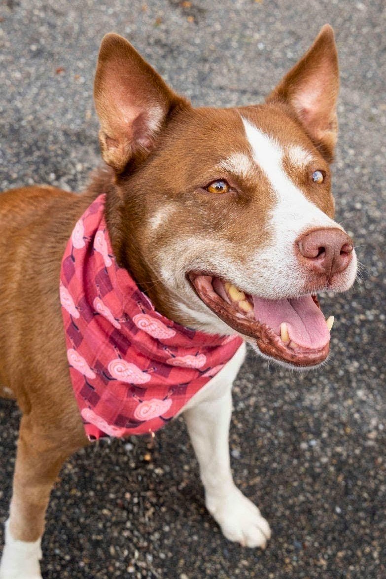 Red Wings Plaid Pet Bandana - Mutty Mornings