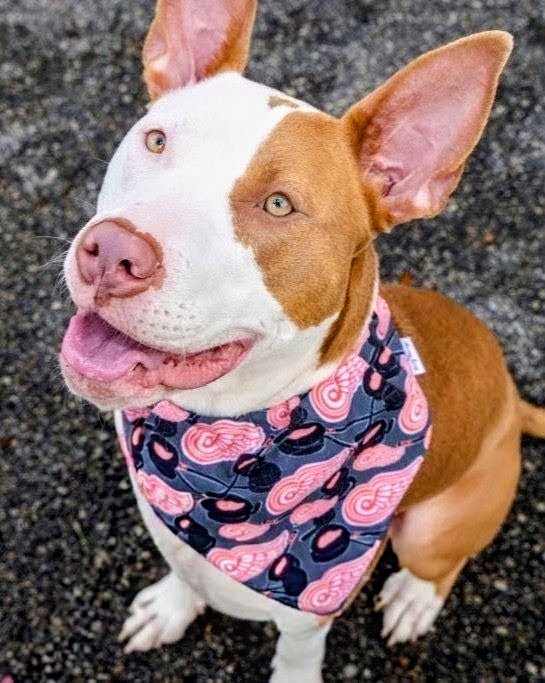 Red Wings Puck Pet Bandana - Mutty Mornings