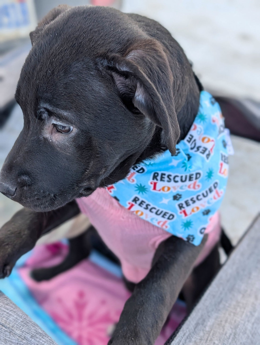 Rescued and Loved Pet Bandana - Mutty Mornings