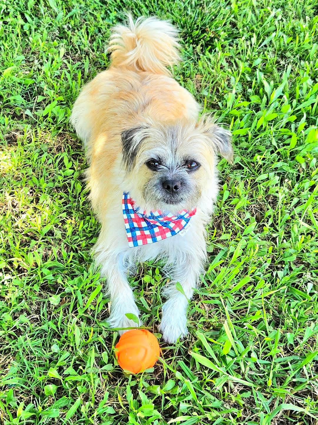 Stars &amp; Stripes Plaid Pet Bandana
