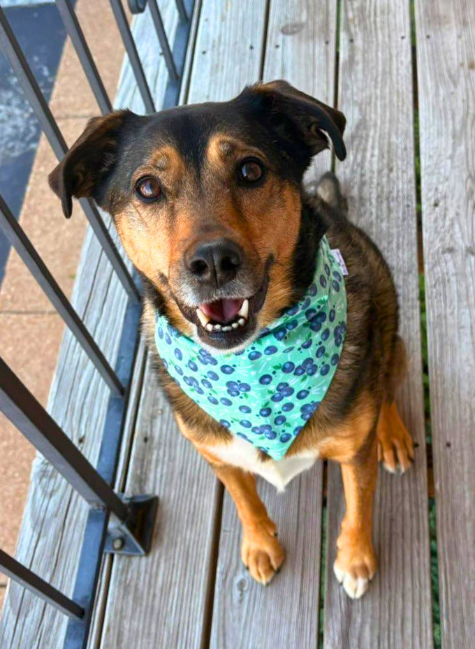 Spilled Blueberries Pet Bandana