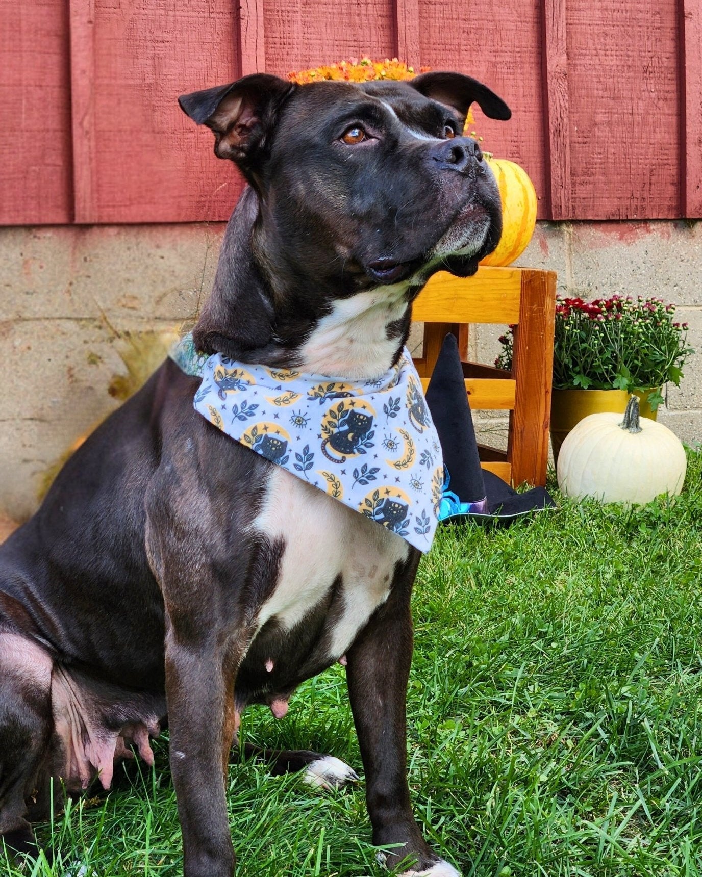 Salem Pet Bandana - Mutty Mornings