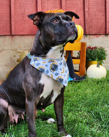 Salem Pet Bandana - Mutty Mornings