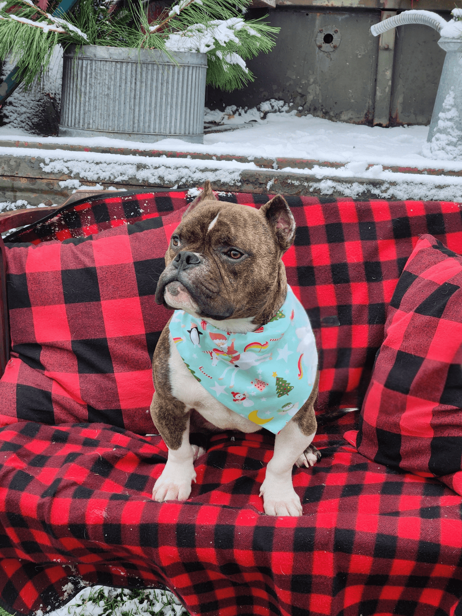 Santa Jumped Over the Rainbow Pet Bandana - Mutty Mornings