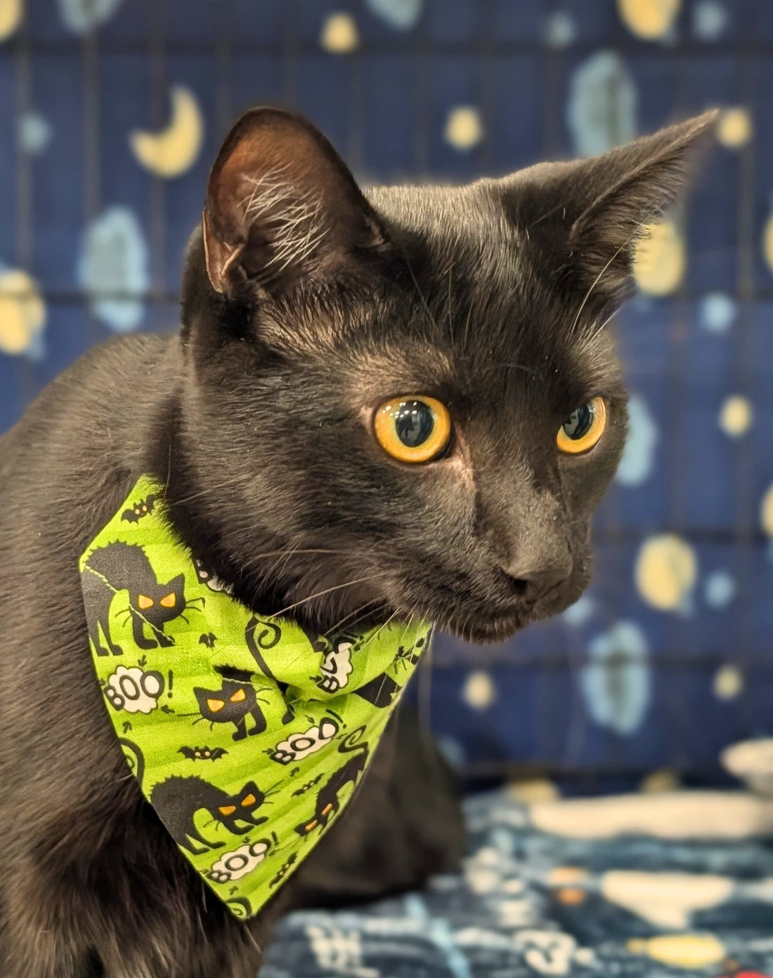 Scaredy Cat Pet Bandana - Mutty Mornings