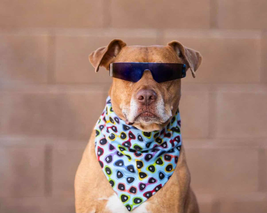 Shades of Blue Pet Bandana - Mutty Mornings
