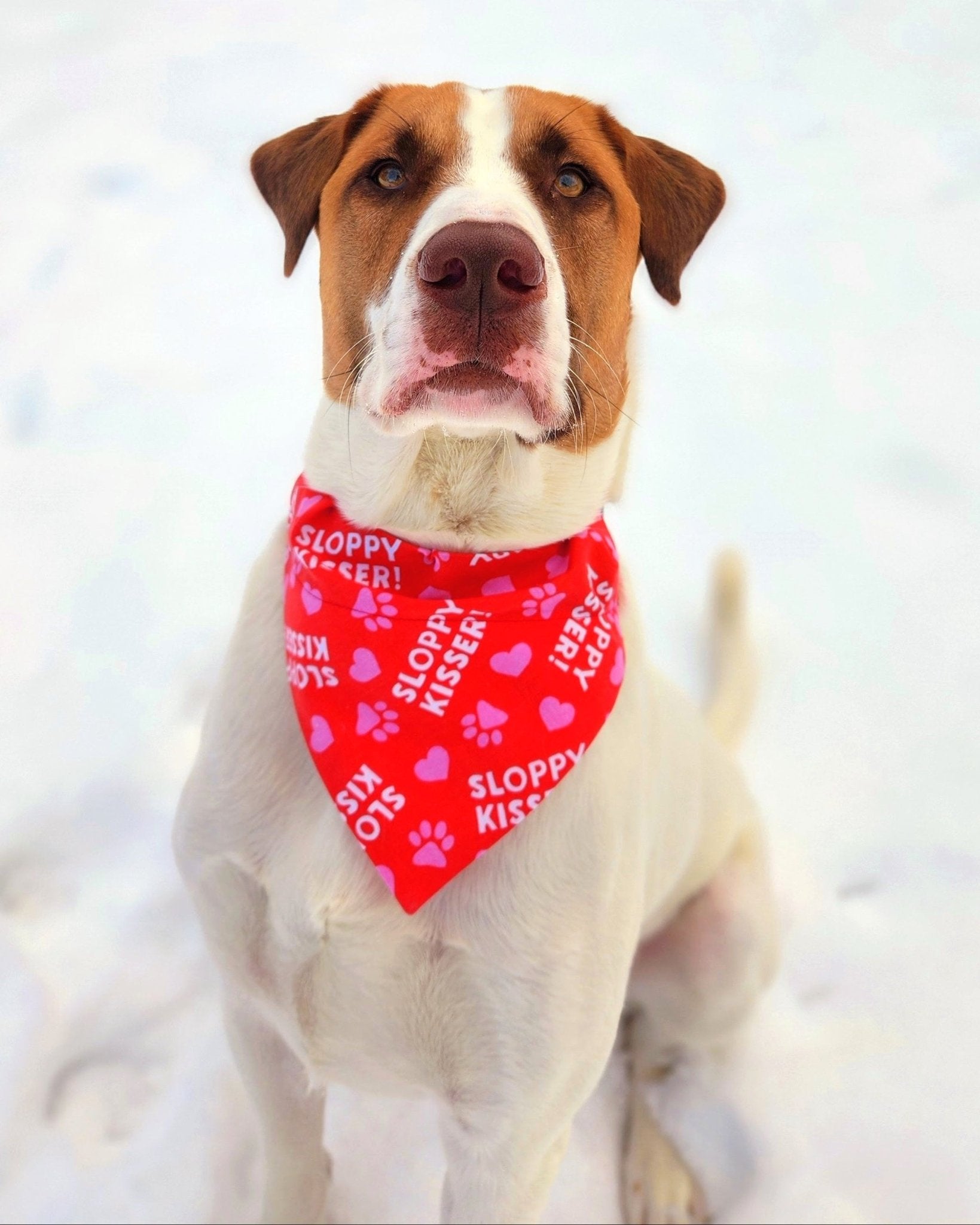 Sloppy Kisser Pet Bandana - Mutty Mornings