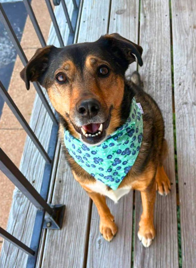 Spilled Blueberries Bandana &amp; Headband Set - Mutty Mornings