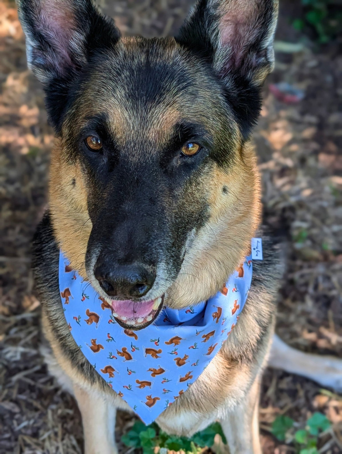 Squirrel Season Pet Bandana - Mutty Mornings