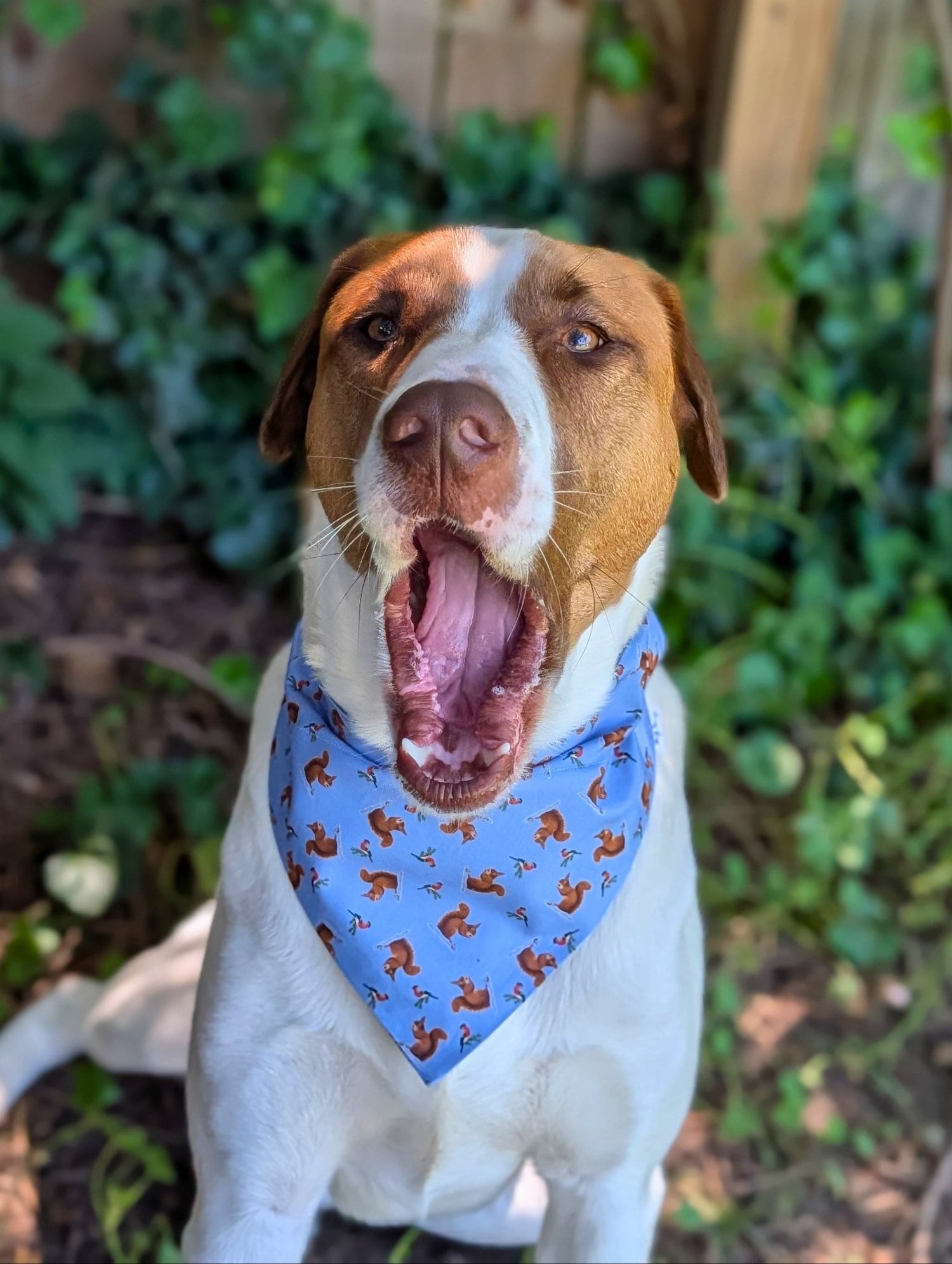 Squirrel Season Pet Bandana - Mutty Mornings
