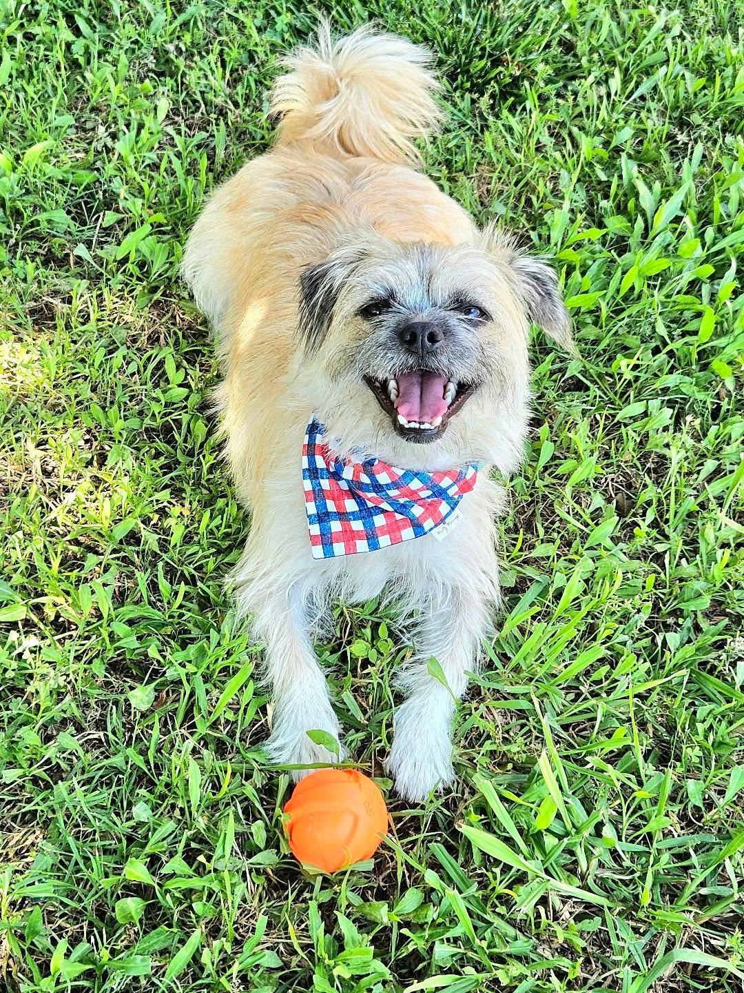 Stars &amp; Stripes Plaid Pet Bandana - Mutty Mornings