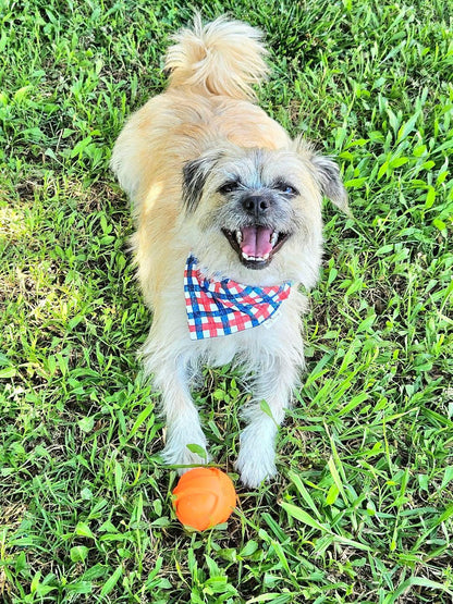 Stars &amp; Stripes Plaid Pet Bandana - Mutty Mornings