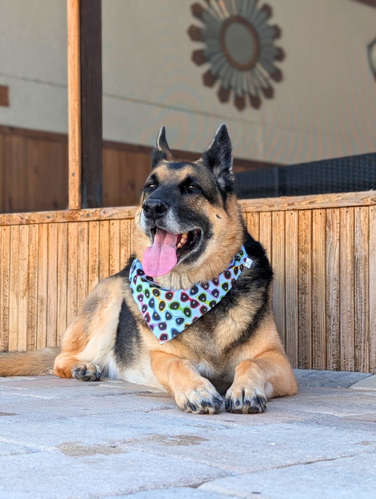 Summer Shades Pet Bandana - Mutty Mornings