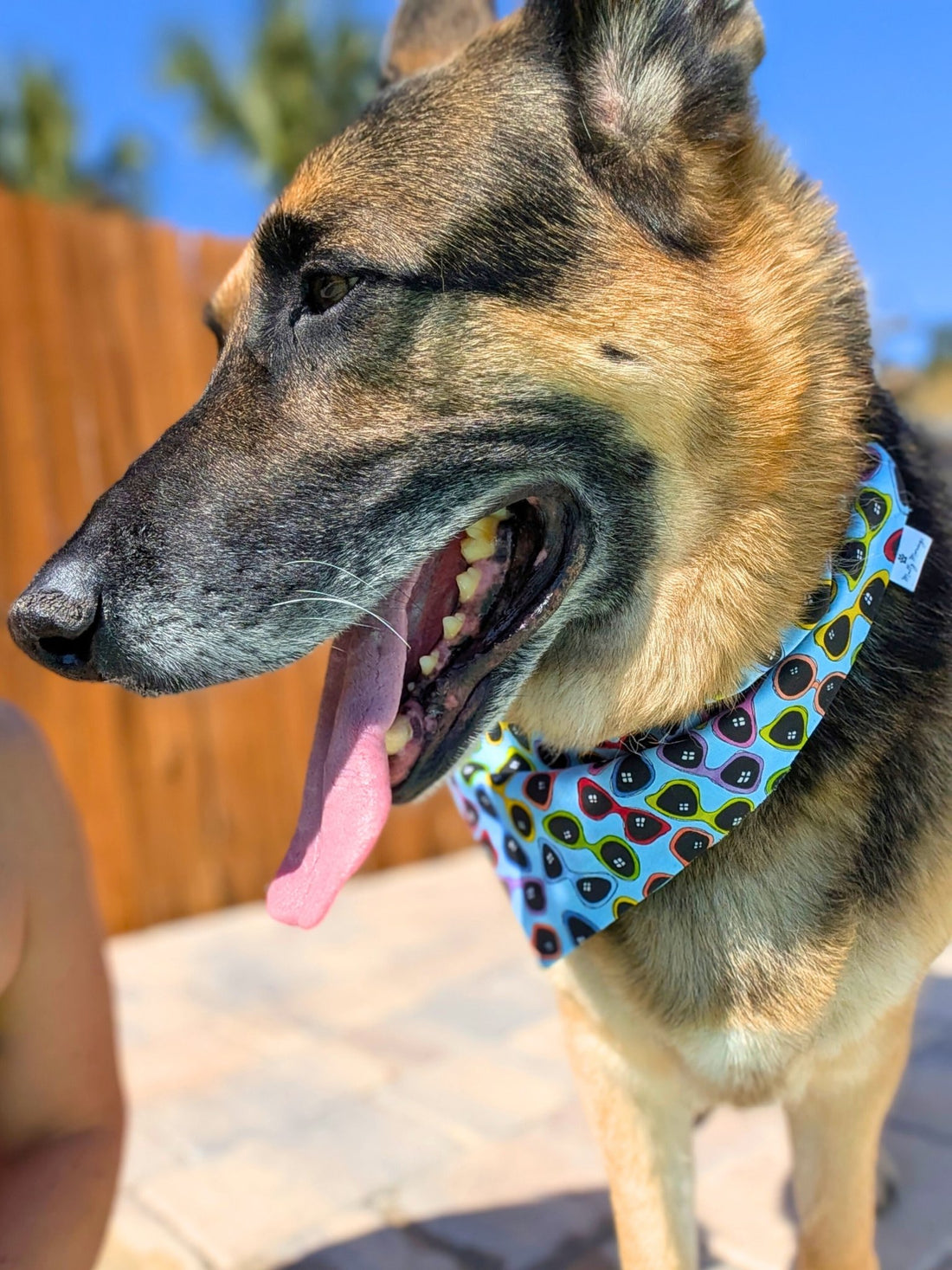 Summer Shades Pet Bandana - Mutty Mornings