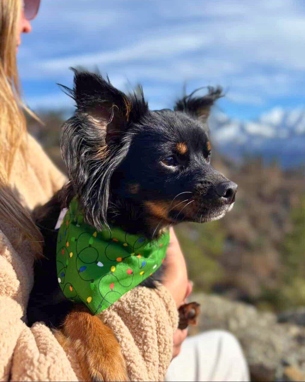 Tangled in Lights Pet Bandana - Mutty Mornings