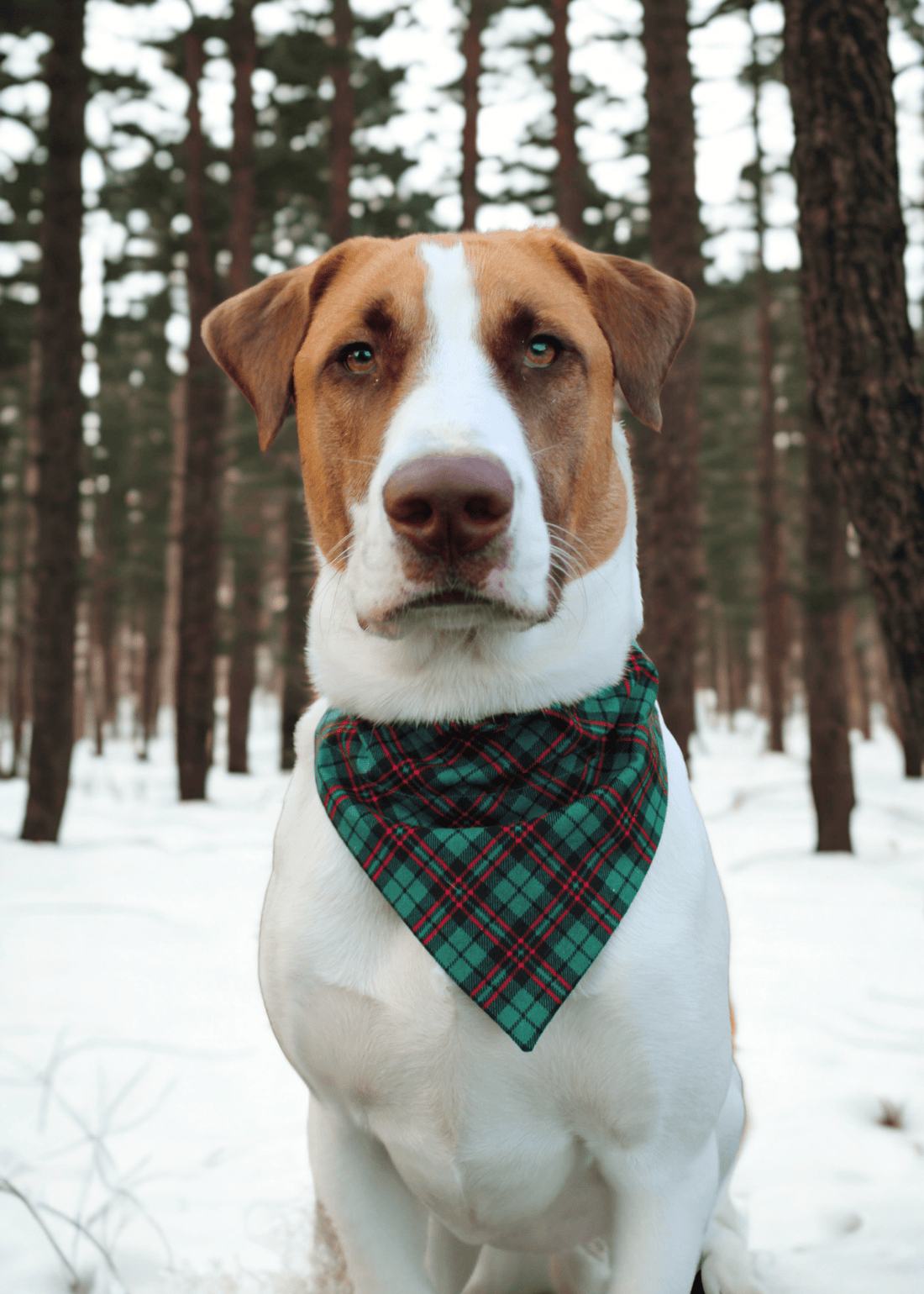 Timber Plaid Pet Bandana - Mutty Mornings