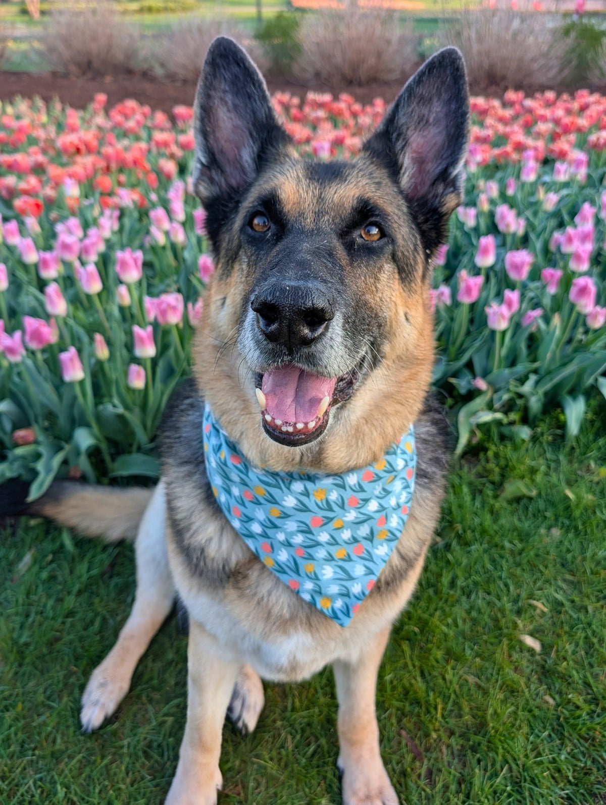 Tulip Time Pet Bandana - Mutty Mornings
