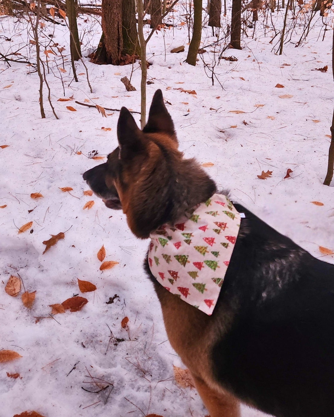 Twinkle Trees Pet Bandana - Mutty Mornings