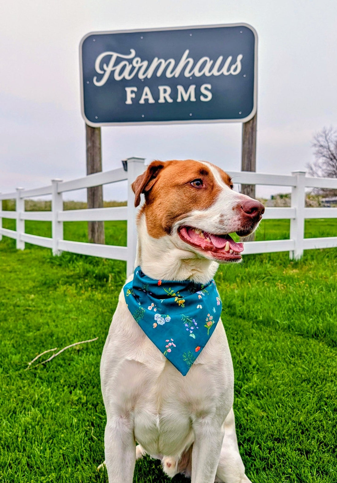 Wildflower Meadow Pet Bandana - Mutty Mornings