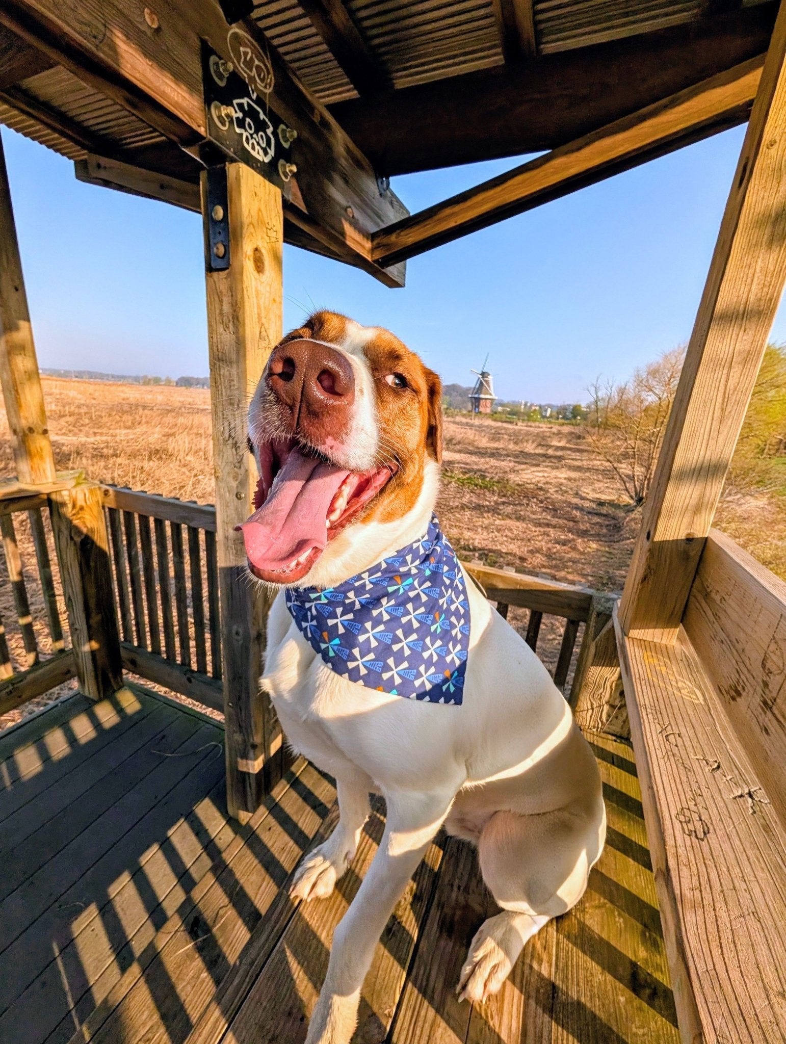 Windmills Skies Pet Bandana - Mutty Mornings
