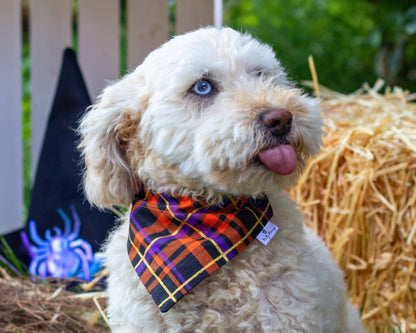 Witching Hour Plaid Pet Bandana - Mutty Mornings