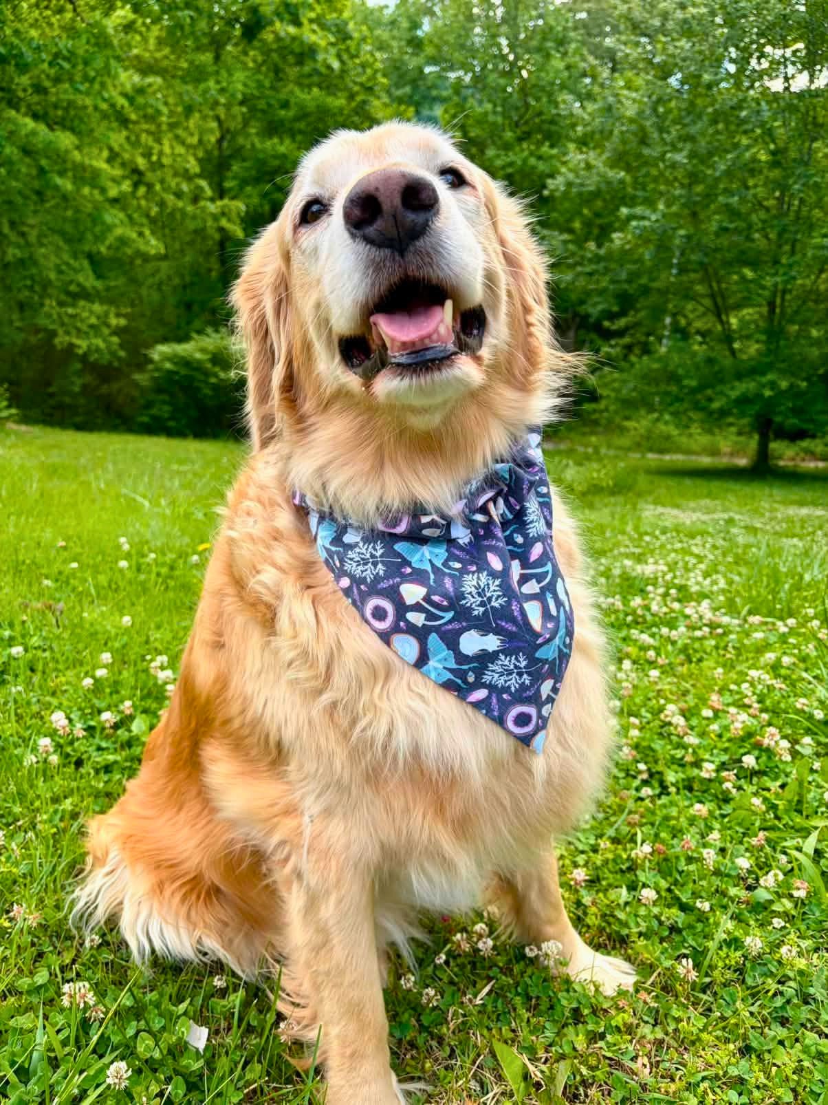 Witchy Night Bandana and Headband Set - Mutty Mornings