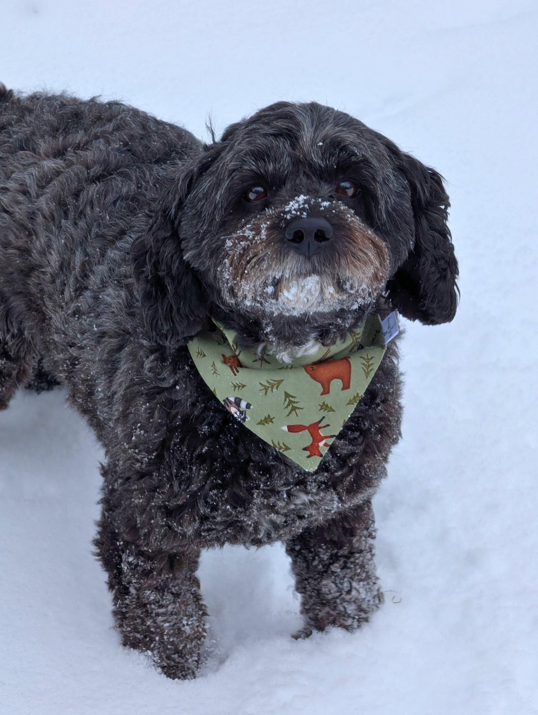 Woodland Wanderer Pet Bandana - Mutty Mornings