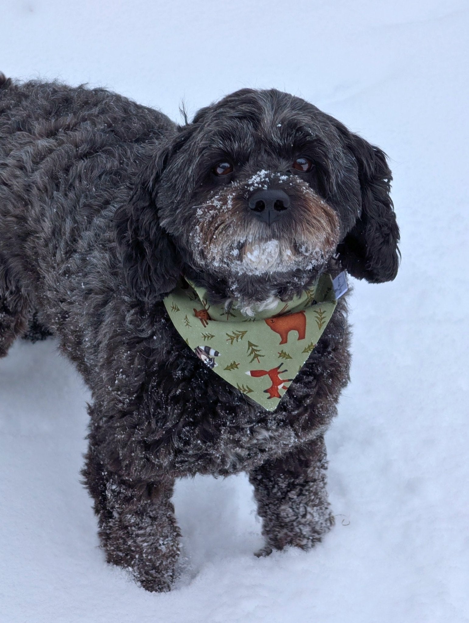 Woodland Wanderer Pet Bandana - Mutty Mornings