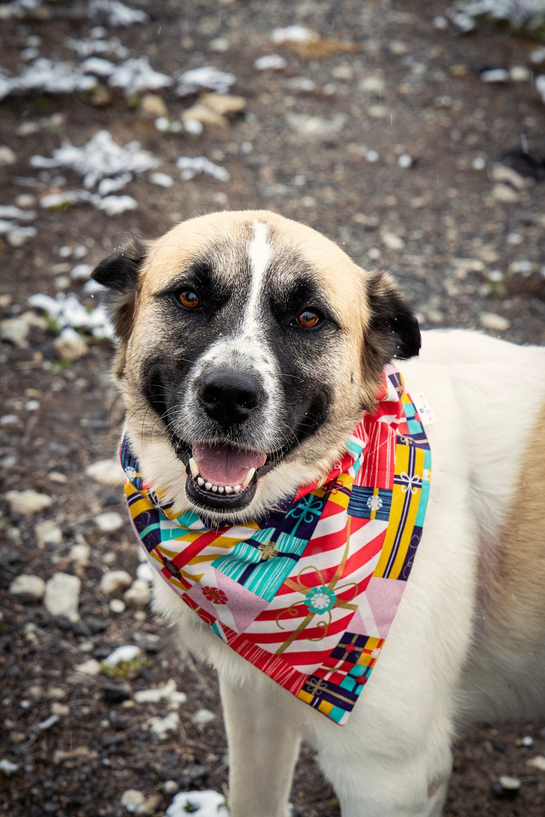 Wrapped with Love Pet Bandana - Mutty Mornings