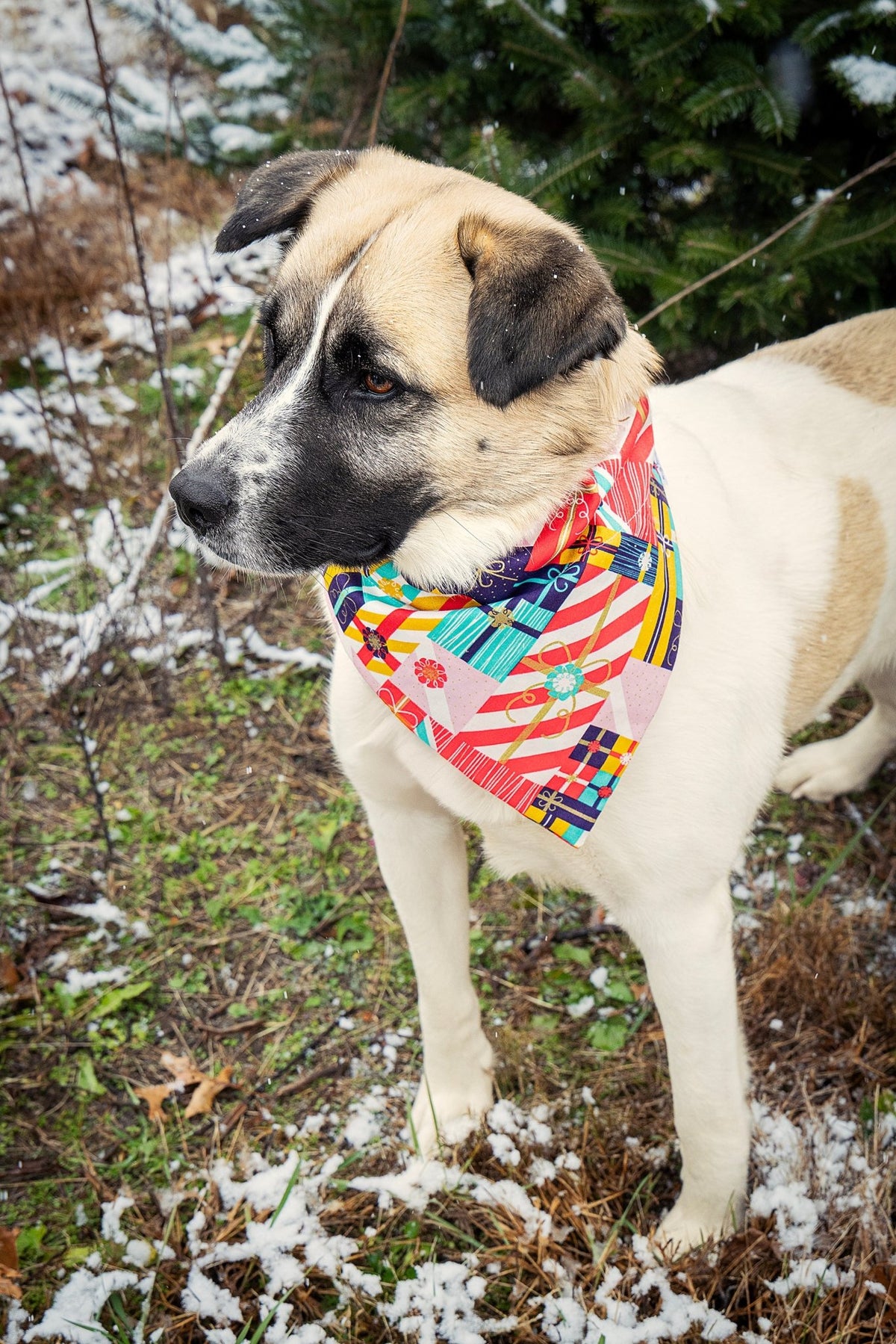Wrapped with Love Pet Bandana - Mutty Mornings