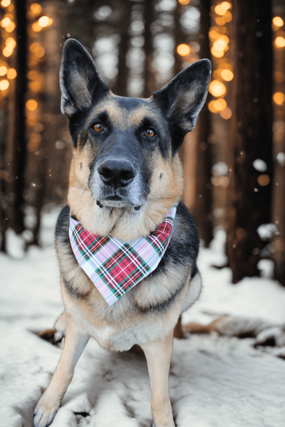 Yuletide Tartan Plaid Pet Bandana - Mutty Mornings