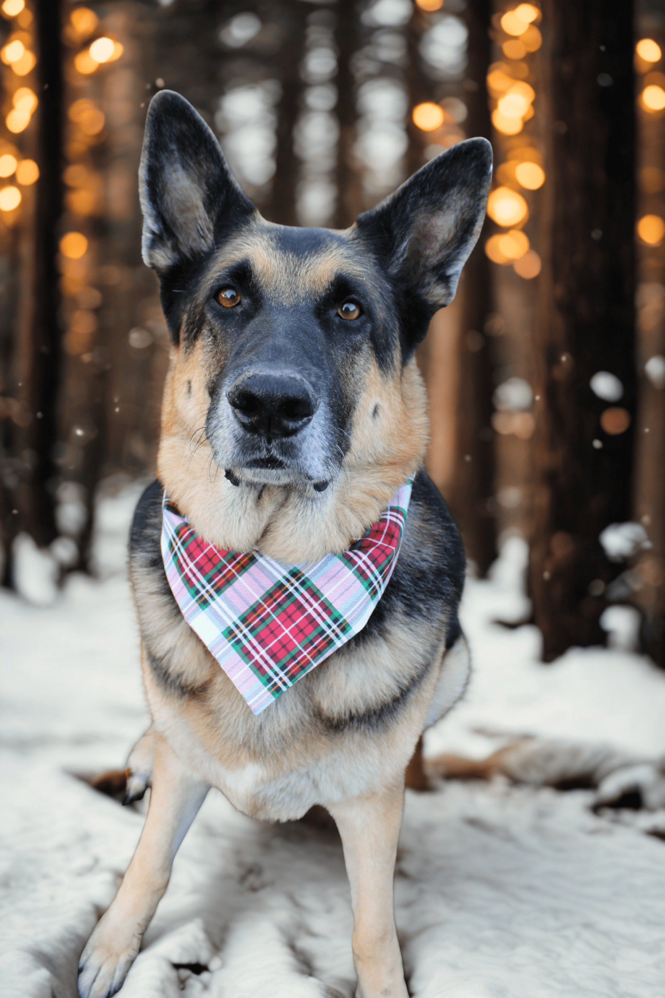 Yuletide Tartan Plaid Pet Bandana - Mutty Mornings